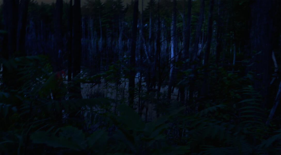 Night Bog,  2015, Archival pigmented print, 20 x 27
