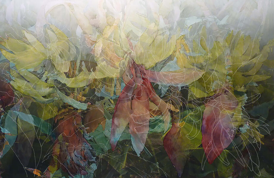 Disappearing Cavendish, 2017, Watercolor, archival pigment print on paper, framing plexiglass, 31” x 44” Cultivated bananas worldwide are in imminent danger of completely disappearing, damaged by fungal diseases. 500 million people, particularly in develo