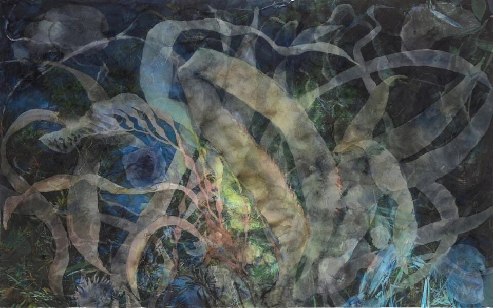 Kelp Field, 2015, Watercolor, pencil, archival pigment print on paper, 30” x 48”