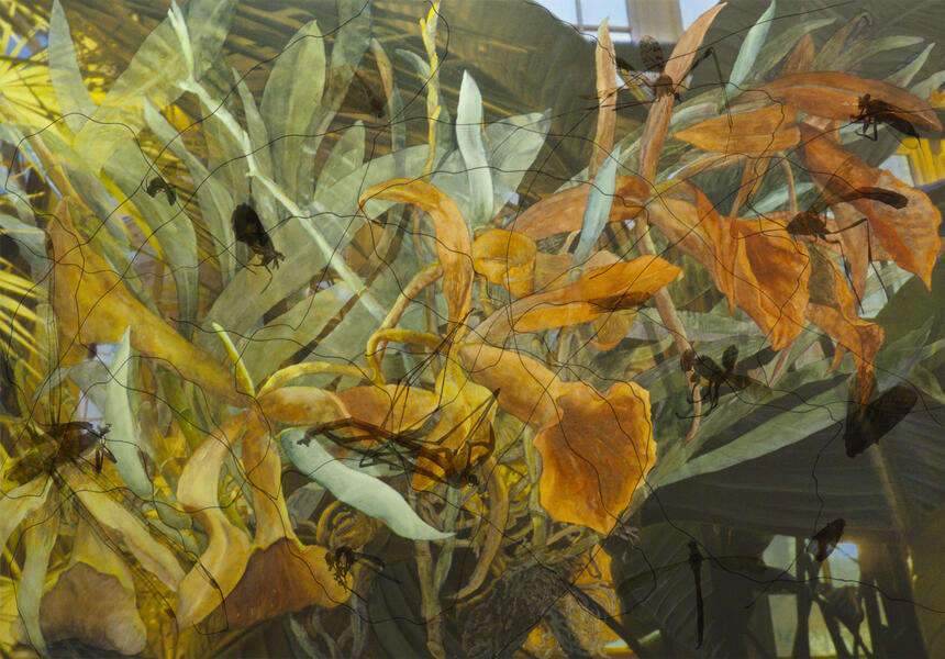 Night Wings, 2013, Watercolor, archival ink jet print on paper & Plexiglas, 34" x 47” 