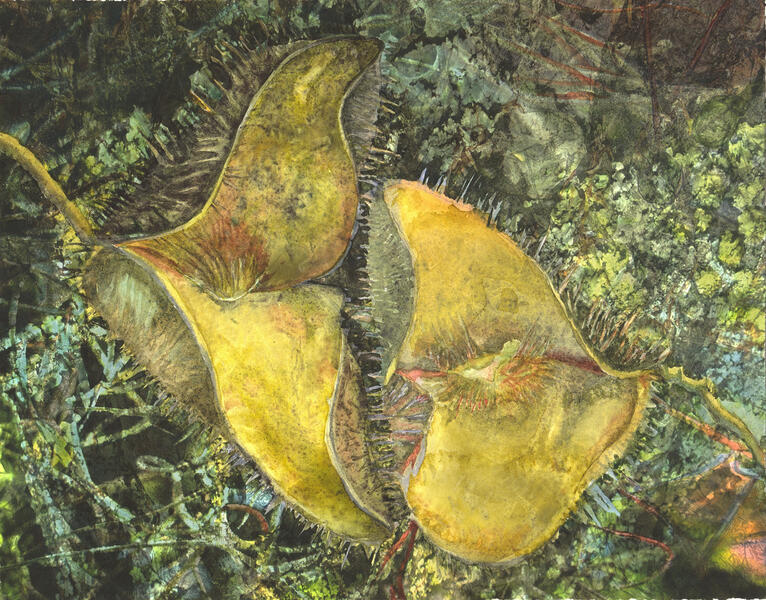 Pod Invasive, 2015, Watercolor on paper mounted panel, 11” x 14”