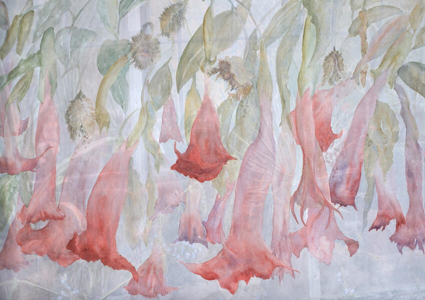 Brugmansia, 2020, Watercolor, Archival pigment print, 24.5” x 34.5”