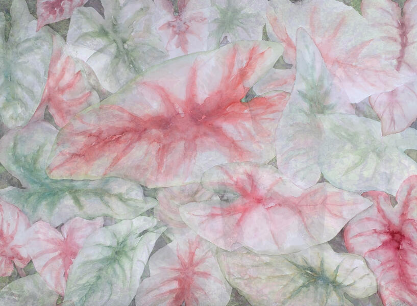 Caladium, 2020, Watercolor, Archival pigment print, 21.5” x 29”