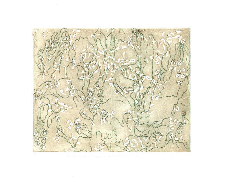 Field Guide-Magnolia and Tuliptree Pod 1/1, 2019, etching, embossing,  8” X 10”