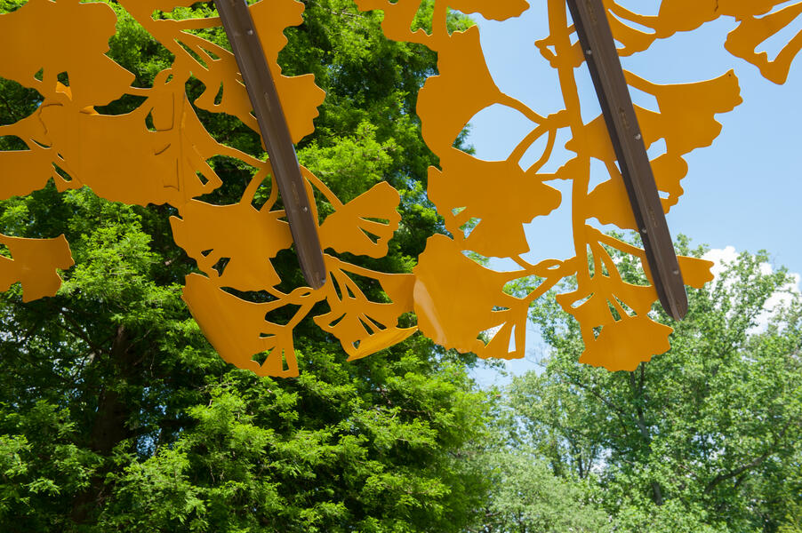 Ginkgo Canopy Detail