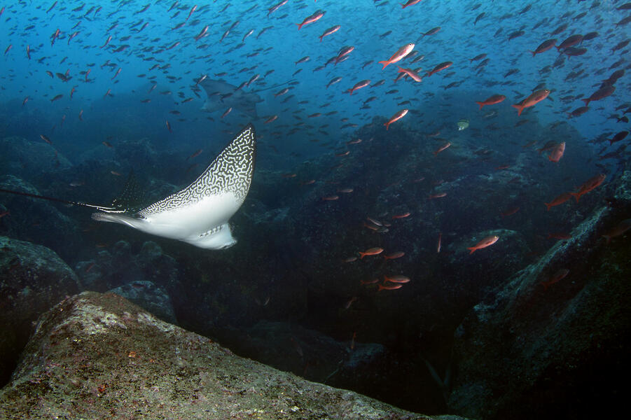 Spotted Eagle Ray, Galapagos Islands 