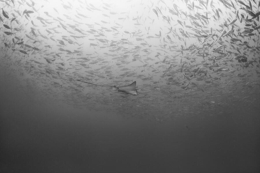 Spotted Eagle Ray, Galapagos Islands 