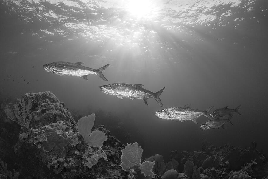 Jann Rosen-Queralt Underwater Photograph