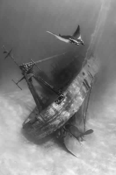 Jann Rosen-Queralt, Underwater photograph