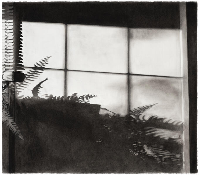 Drawing of a fern with an afternoon shadow of a window and fern fronds on the wall behind.