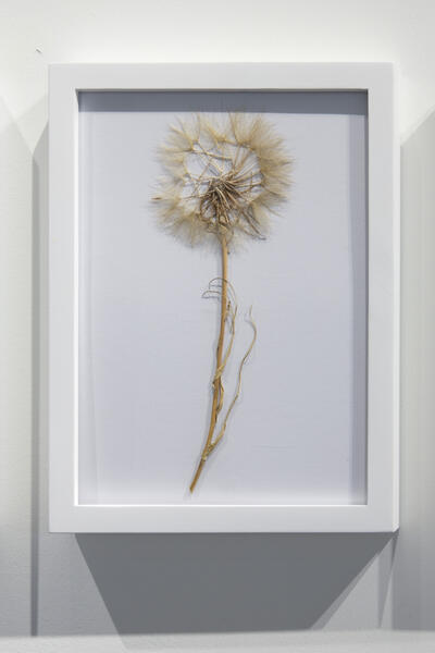 Large pressed flower in a white frame on a white wall