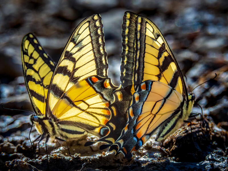 Dance of the Swallowtails