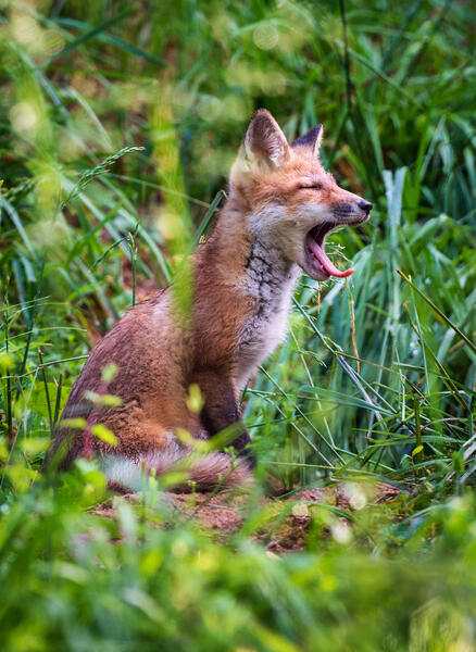 Fox Kit Yawns