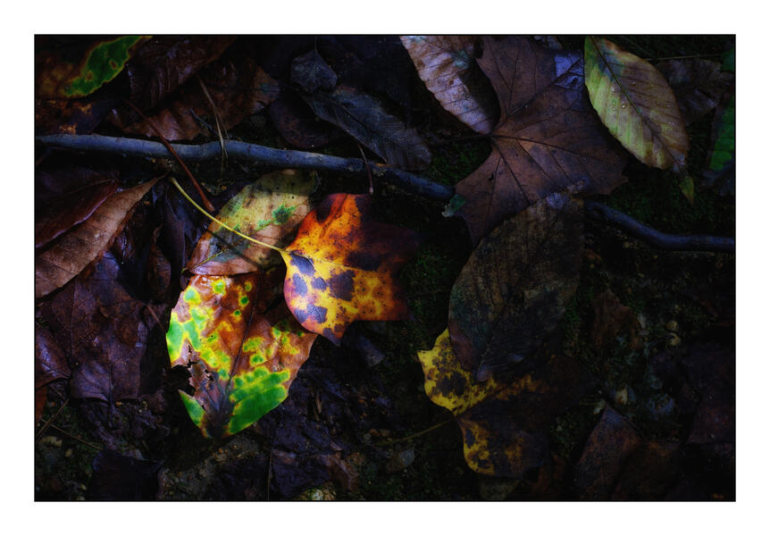 Mill Race Trail Leaves, Oella, Maryland