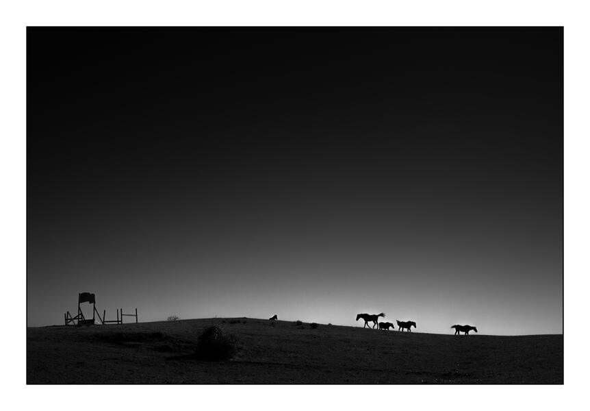 Patapsco Horse Farm, Oella, Maryland