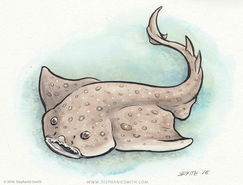 Endangered: Angel Shark