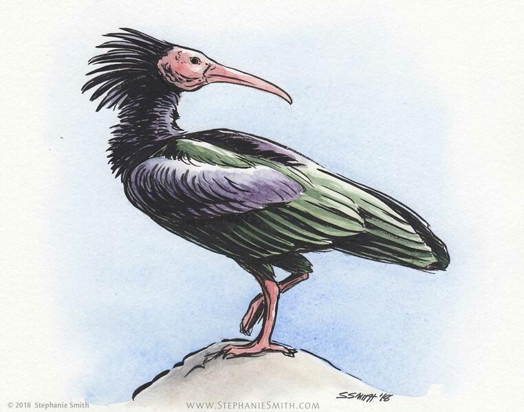 Endangered: Northern Bald Ibis