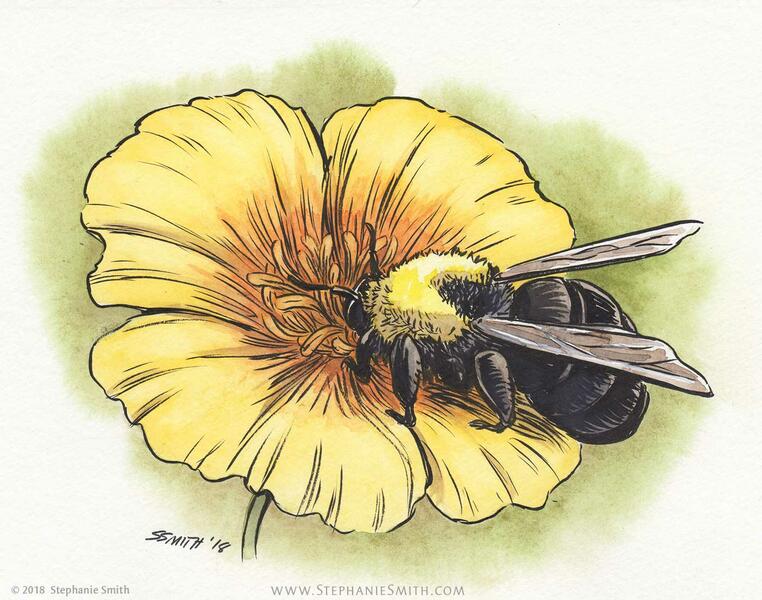 Endangered: Franklin's Bumblebee