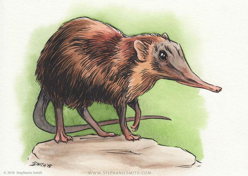 Endangered: Giant Gray-Faced Sengi