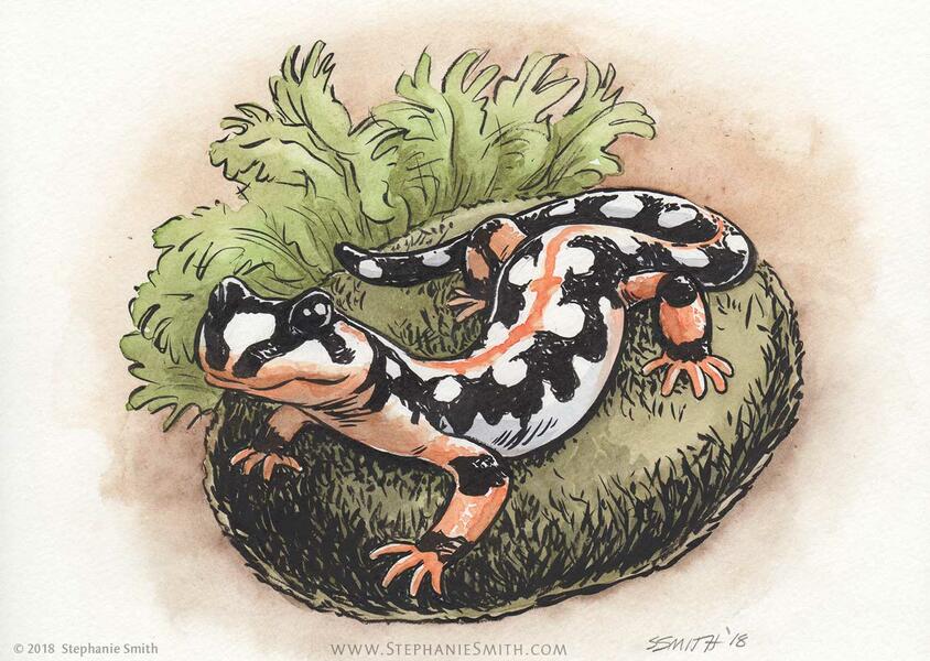 Endangered: Kaiser's Spotted Newt
