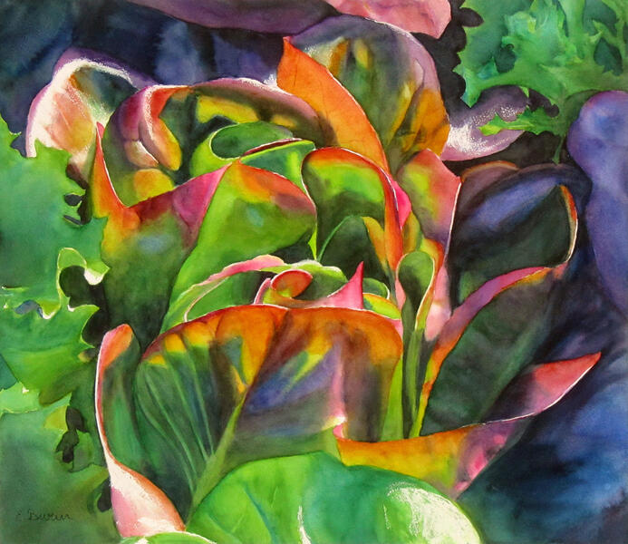 Red Lettuce, botanical watercolor painting by Elizabeth Burin.