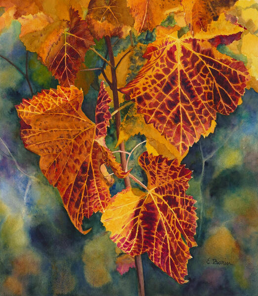 After the Wine Harvest, watercolor painting by Elizabeth Burin, vine leaves in autumn, foliage, botanical