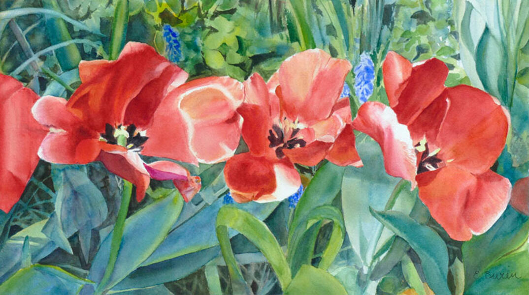 Watercolor painting of red tulips by Elizabeth Burin