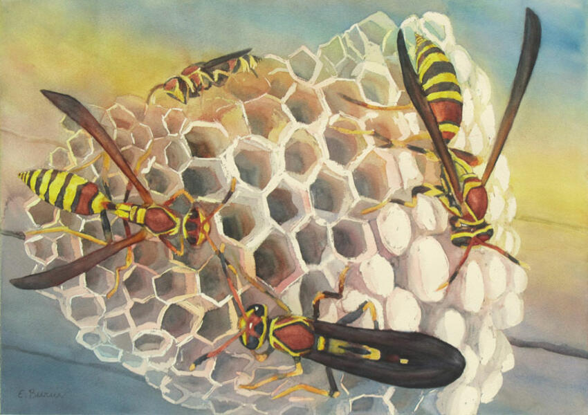 Watercolor painting of wasps on nest