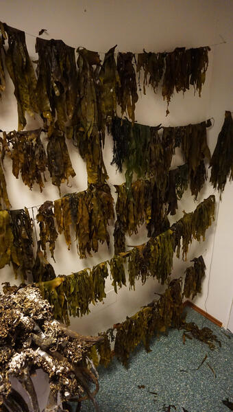 kelp drying 