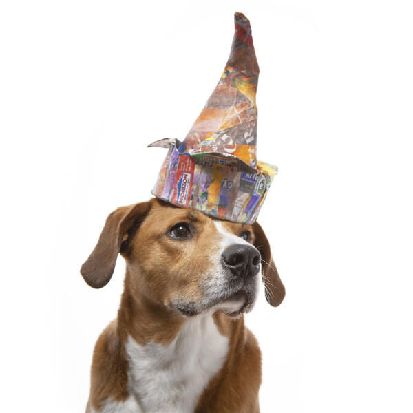Whimsical portrait of a dog wearing a hat made from papermache. Photographed by Washington D.C. dog photographer, J.B. Shepard.