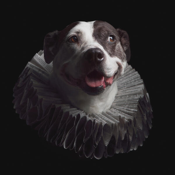 Whimsical portrait of a dog wearing an Baroque style ruff collar made from papermache. Photographed by Washington D.C. dog photographer, J.B. Shepard.